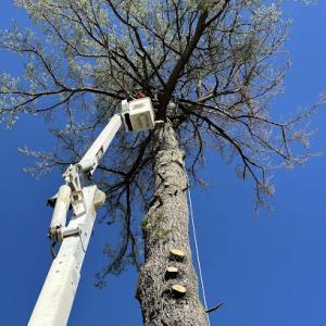 Grace Tree Service Mason