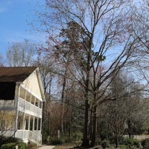 A New Leaf Tree Service