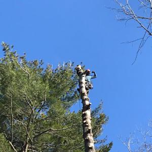 Tip Line Tree Service