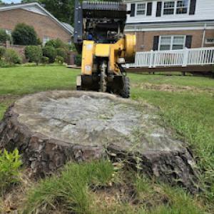 Lytle's Stump Grinding