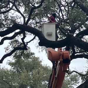 Texas Rainbow Tree Service