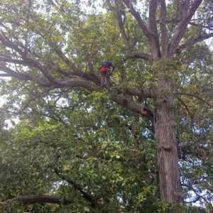 Jesse Crowe Arborist Tree Service