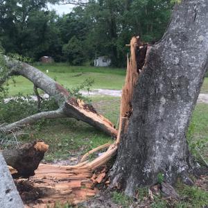 Precision Tree Care & Removal