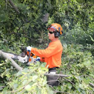 Tree Care Enterprises