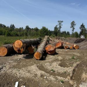 Limitless Tree Service