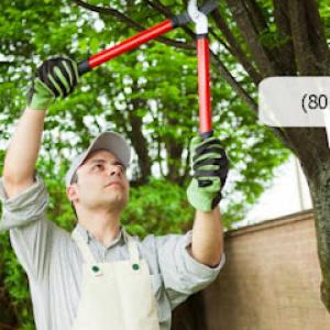 Affordable Tree Care
