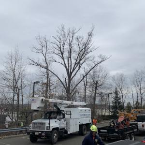 E & B Tree Service