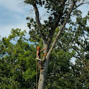 Victory Tree Service