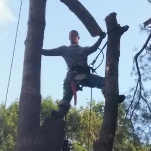 CFB Worcester Tree Service