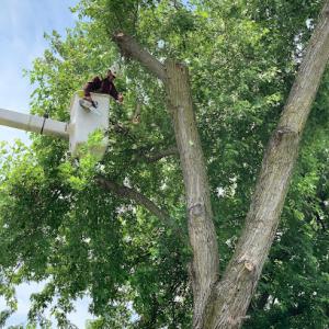 Dragon Tree Services