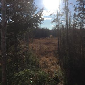 Sweet Leaf Tree Service