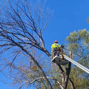 Blue Line Tree Trimmers