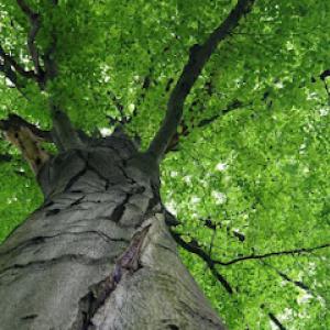 Sidonian Tree Service