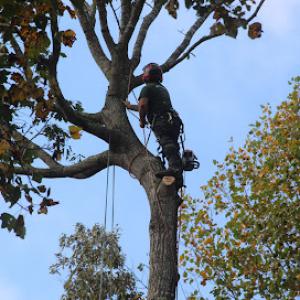 Blankenship's Tree Removal