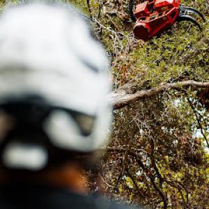 Holston Tree Service