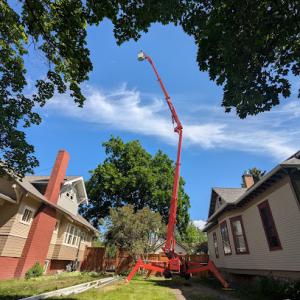 Mountain Tree Company