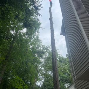 MMP Tree Service