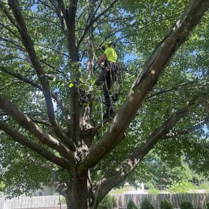 Freedom Tree Care