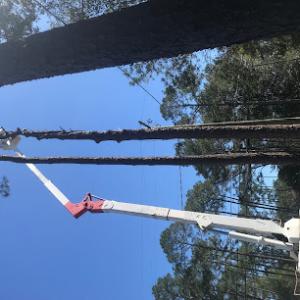 Woodchuck Tree Removal