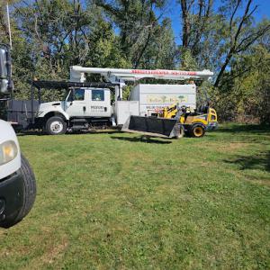 Meyer's tree service