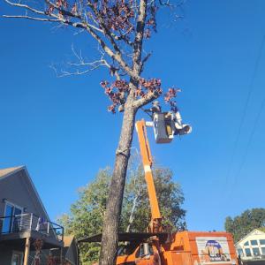 J.p.treeservice