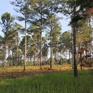 The Good Forty Land & Timber