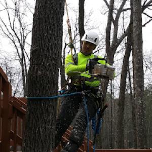 Quality Tree Care
