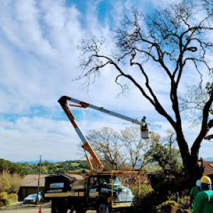 Mr. Arbor Tree Care Arborists