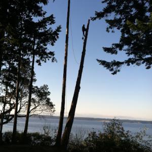 Puget Sound Tree Care