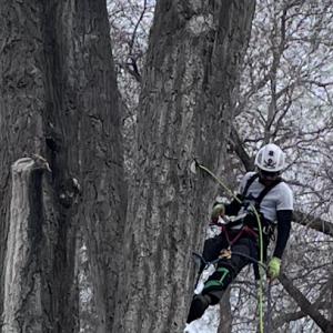 Lawrence Urban Forestry