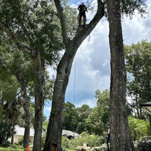 American Tree Care