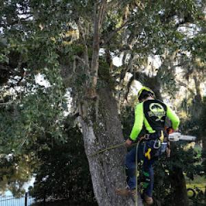 Southern Standard Tree Service
