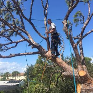 Kevin's Tree Service