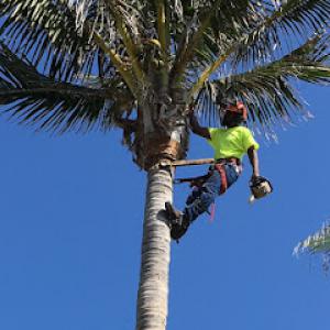 Coleman Lawn & Tree Service