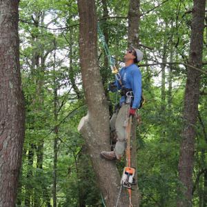 Dunn's Stump Grinding & Tree Service