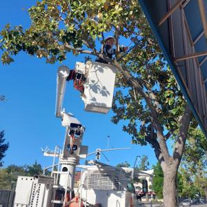 Neumann & Sons Tree Service
