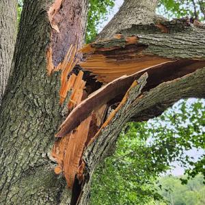 Layton Family Tree Service