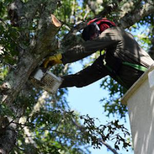 Champion Tree Work & Bobcat Services