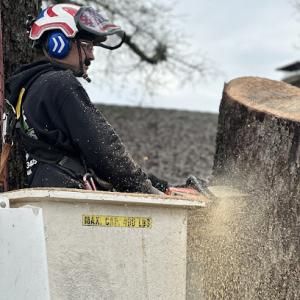 Easystumps Tree Services