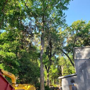 Lp Tree Services