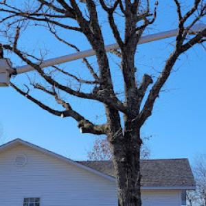 Greenwall & Sons Tree Care