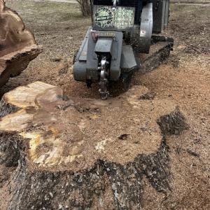 Southern cut stump grinding & Tree Service