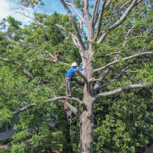 AMG Lawn & Tree Services