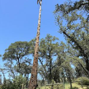 Valley Pro Tree Services