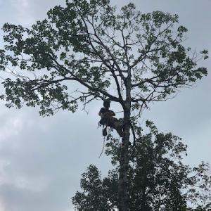 Saunders Tree Service