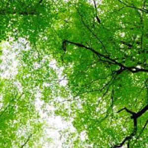 Remote Control Tree Removal