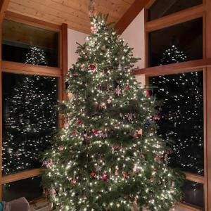 Christmas Trees in Reno