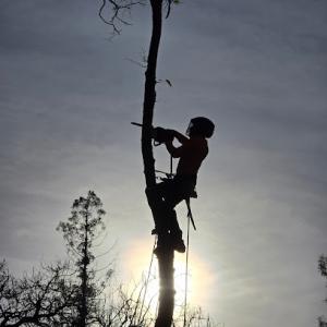 Erick Tree Services