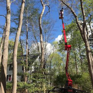 Joseph Wruck Tree Experts
