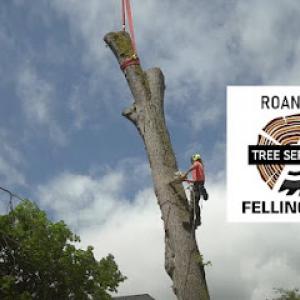 Roanoke Felling Pro
